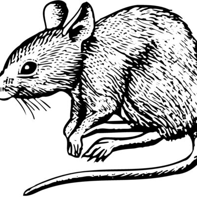 MOUSE001 Thumbnail